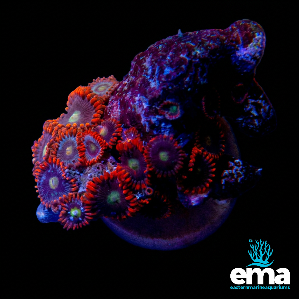WYSIWYG Red Zoas
