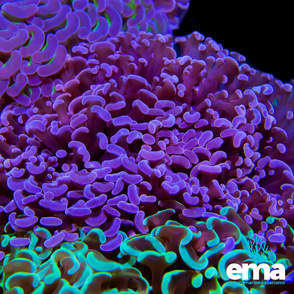 Purple Frammer Coral