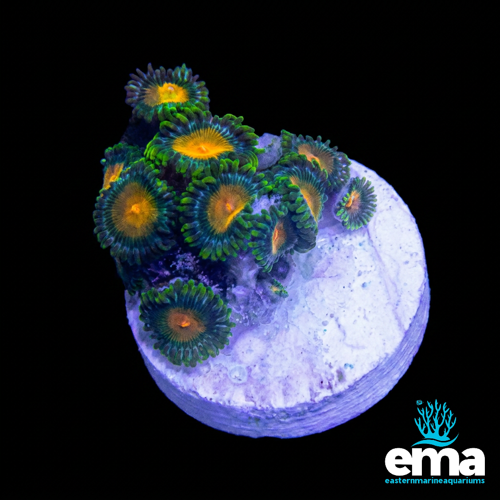 Zoanthid Fragment