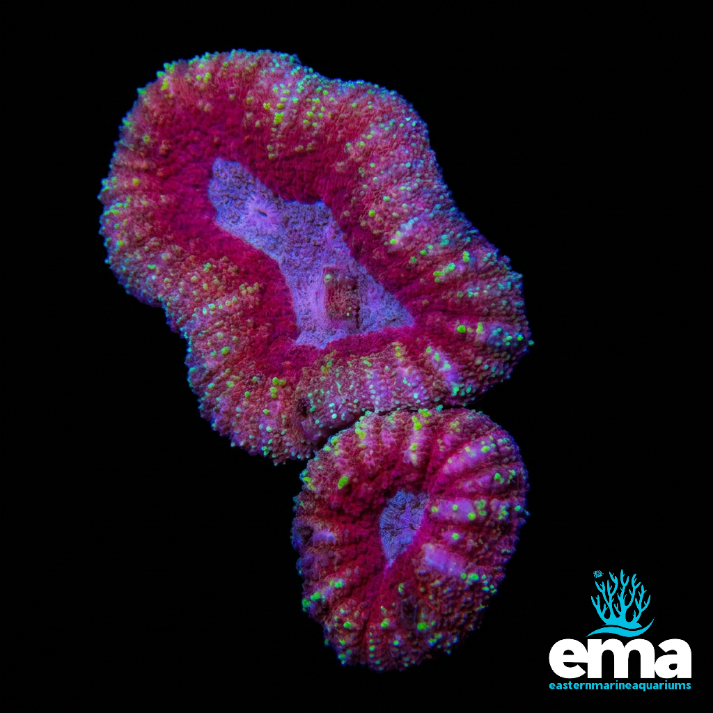 Red Lobophyllia