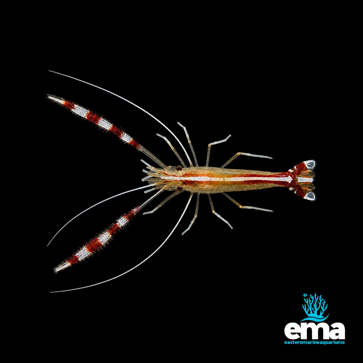 Banded Coral Shrimp