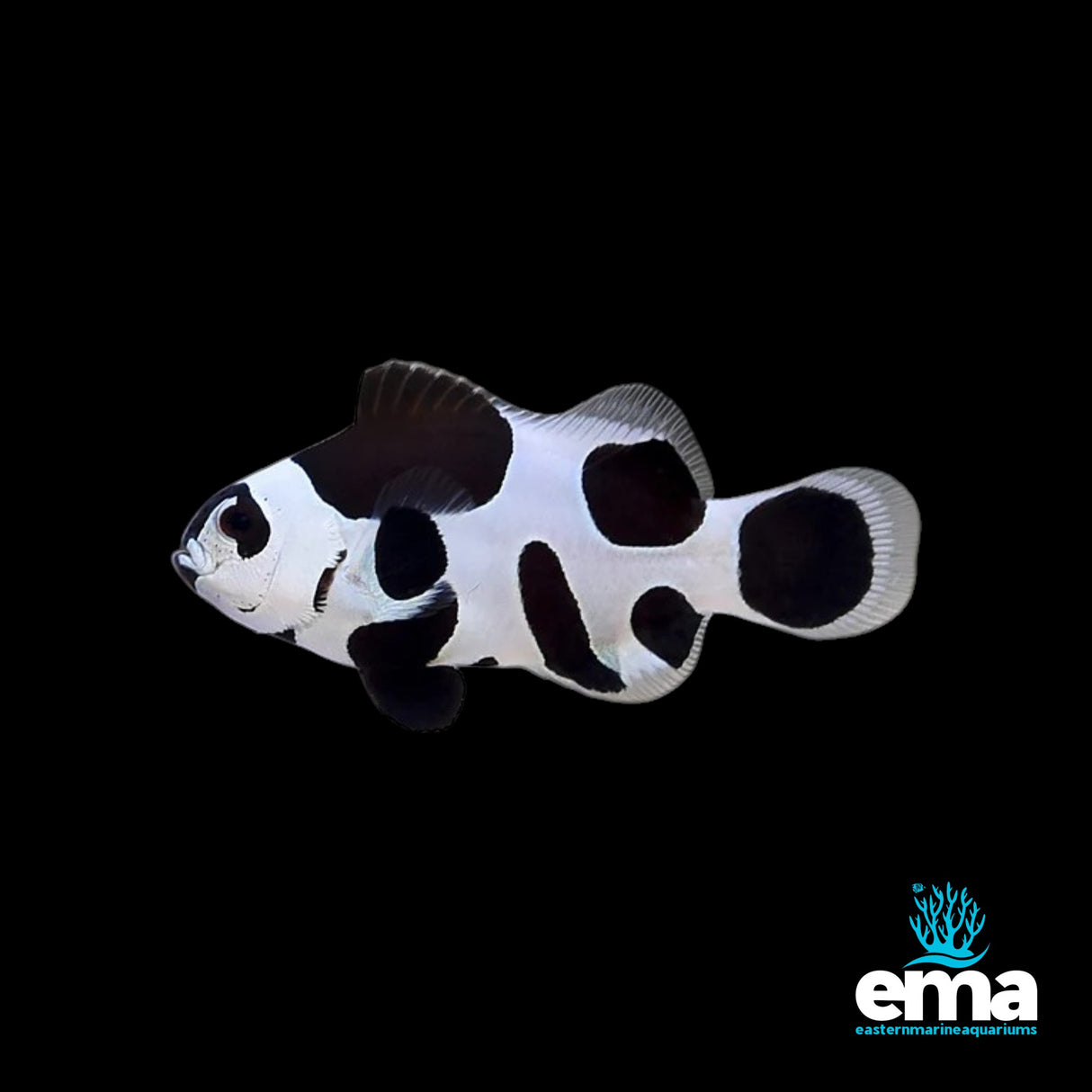 Black Storm Clownfish