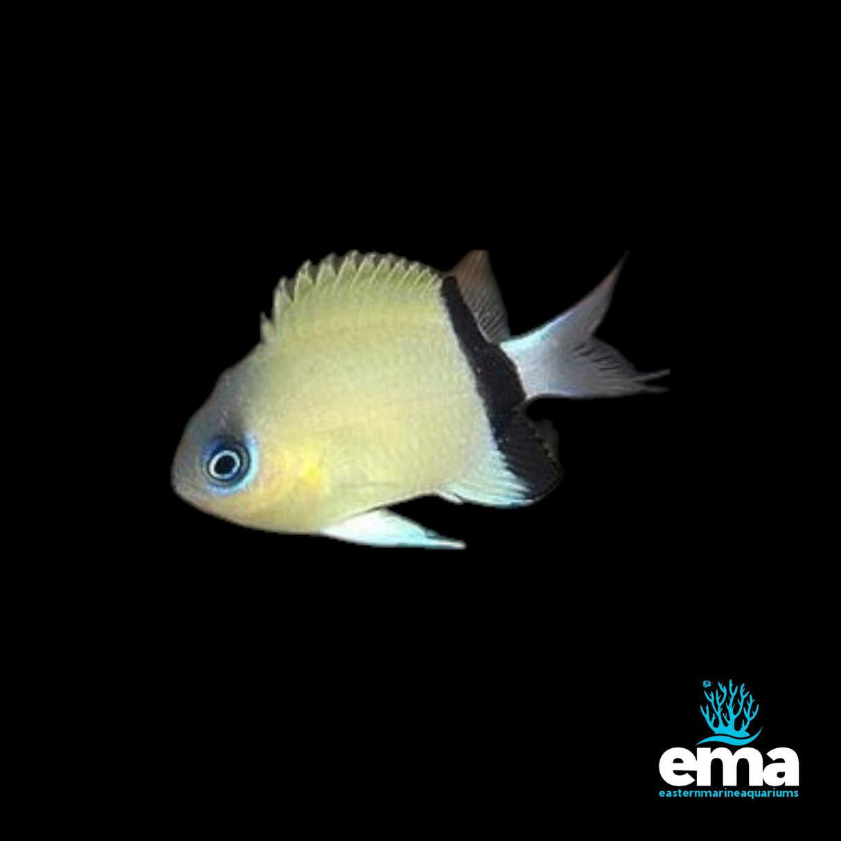 Black Bar Chromis