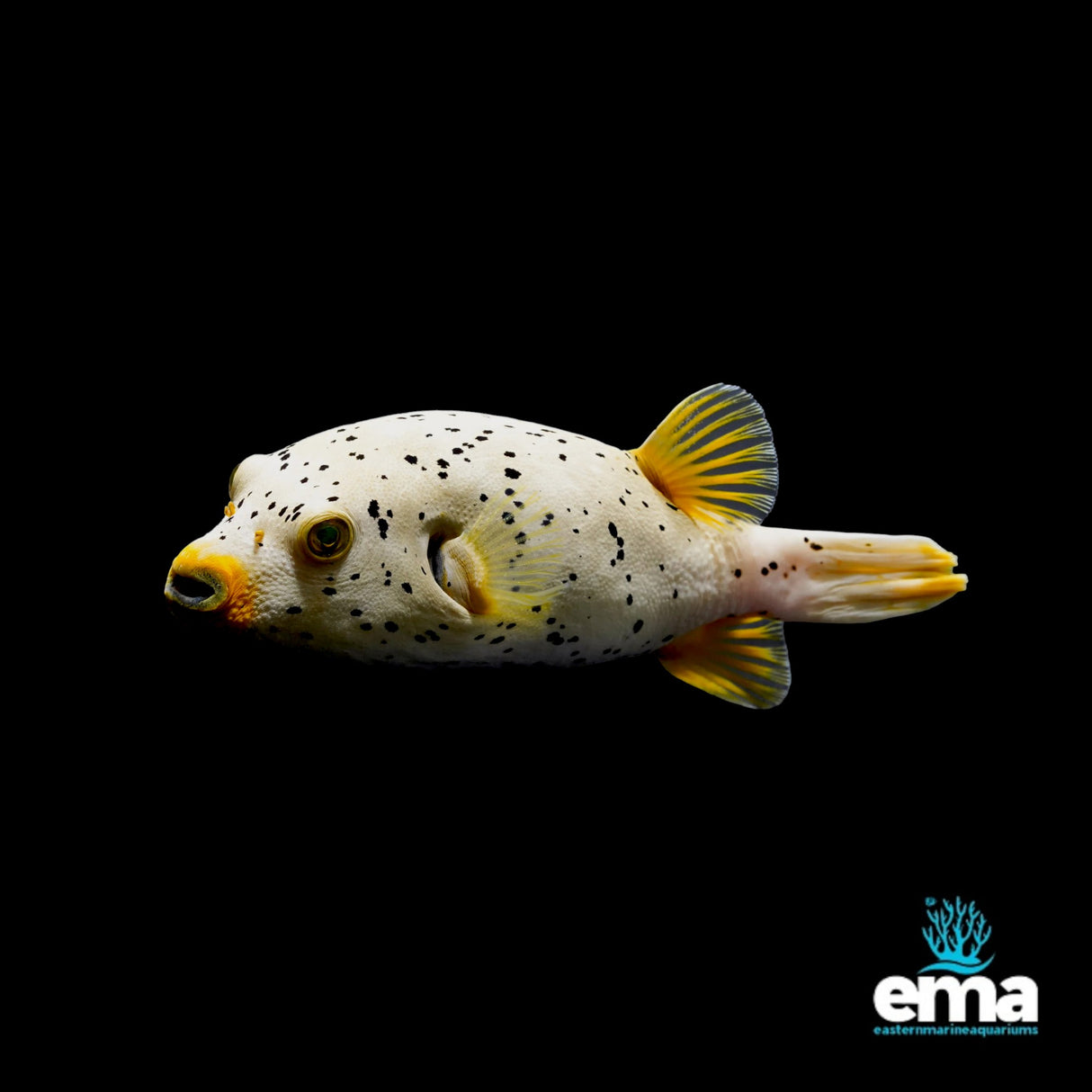 Freckled Dogface Pufferfish