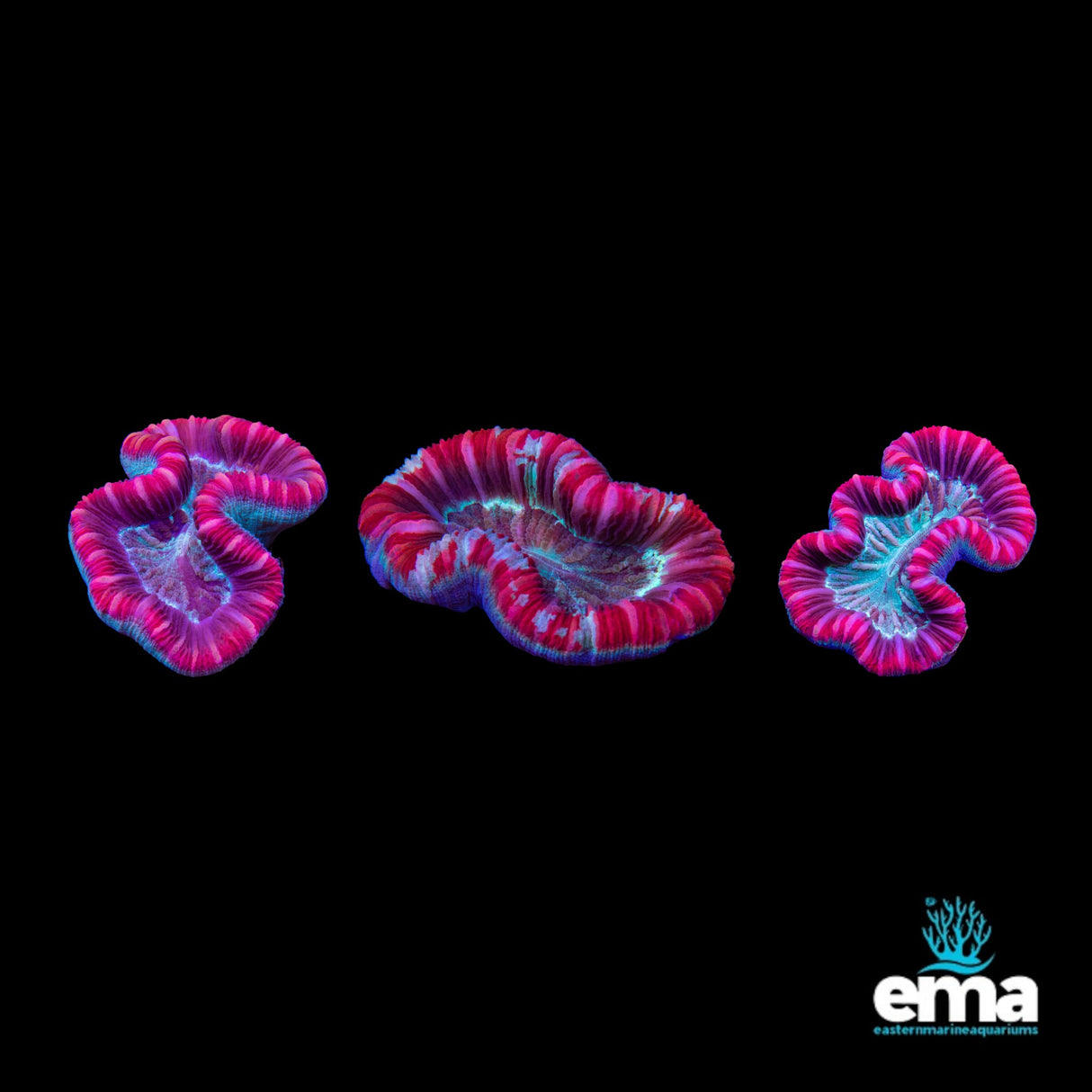 Trachyphyllia Coral - 3 Pack