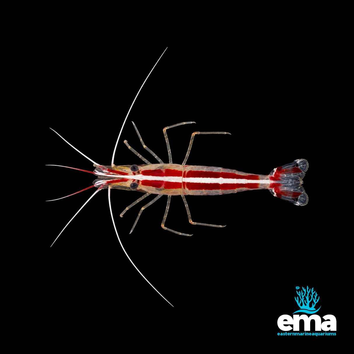 Cleaner Shrimp