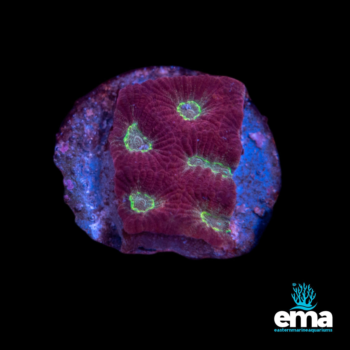 Red & Yellow Favities Fragment