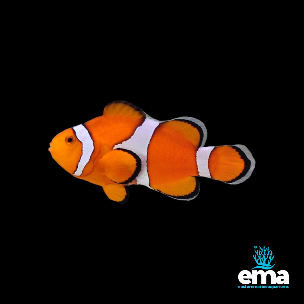 Wild Ocellaris Clownfish