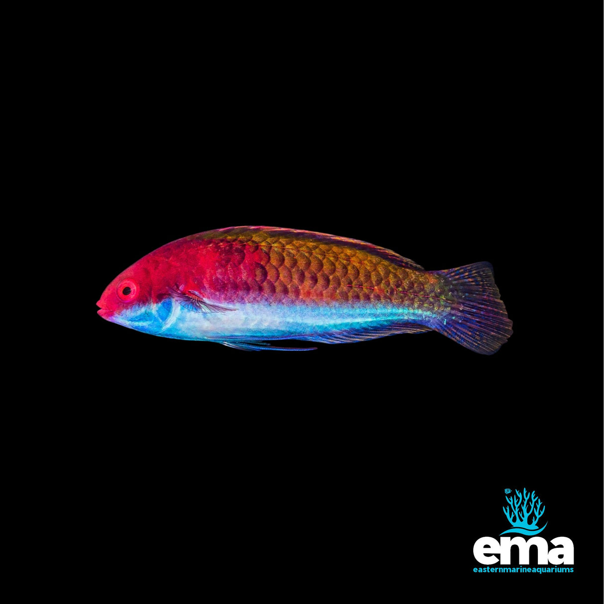 A vibrant fish, likely a Ruby Head Wrasse, with pink, yellow, and blue scales appears against a black backdrop. The EasternMarine Aquariums logo featuring a stylized coral design adorns the bottom right corner, ideal for reef aquarium branding.