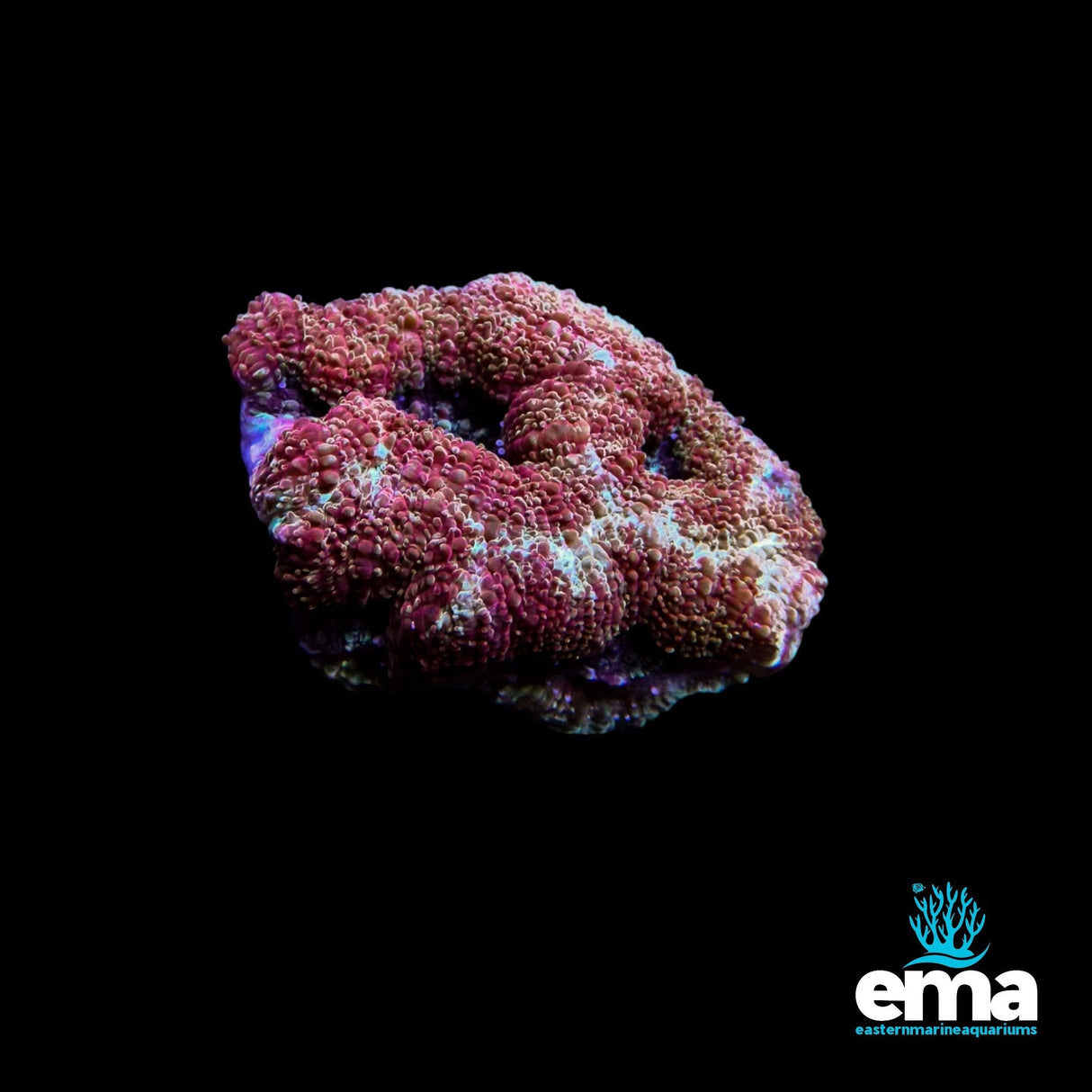 Lobophyllia Coral - Red/Orange