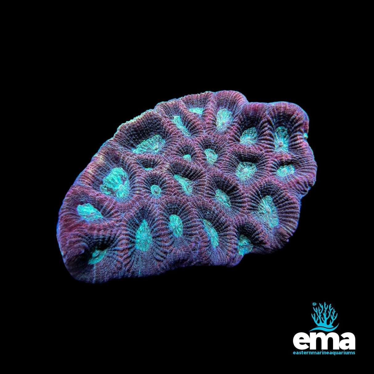 Brain Coral - Blue/Purple