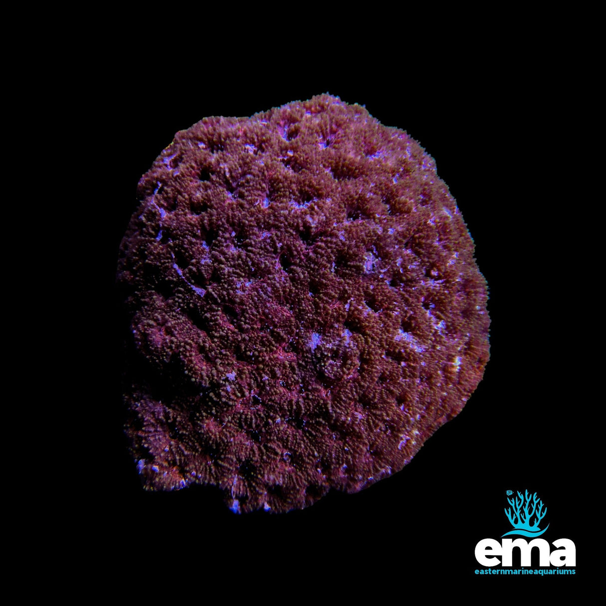 Blastomussa Coral - Red/Pink