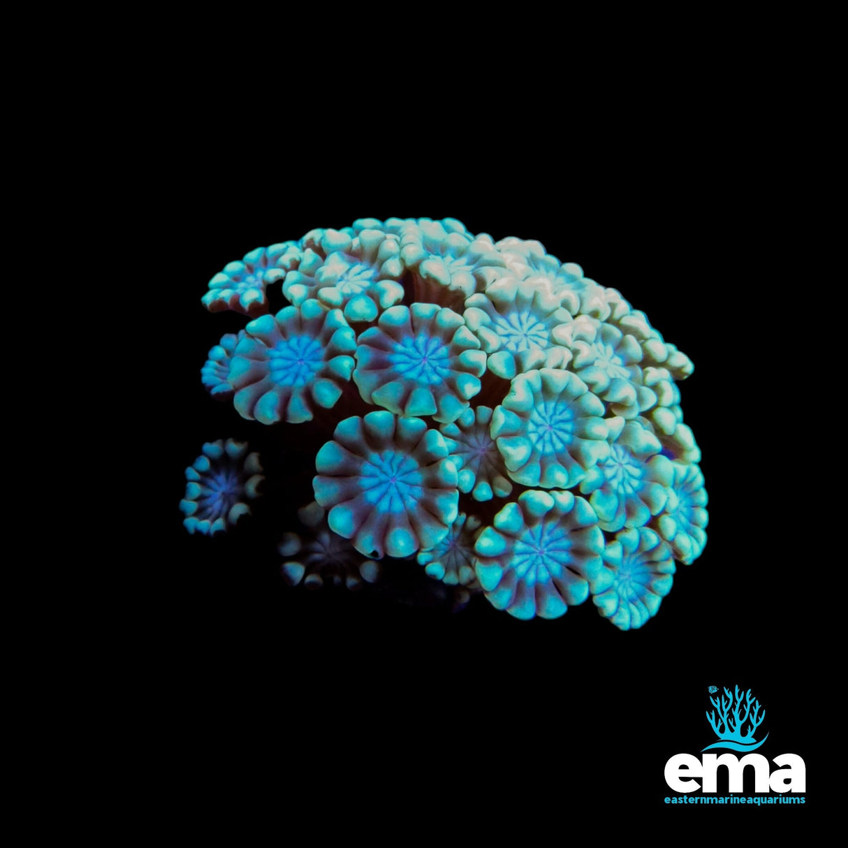 Brain Coral - Teal/Blue