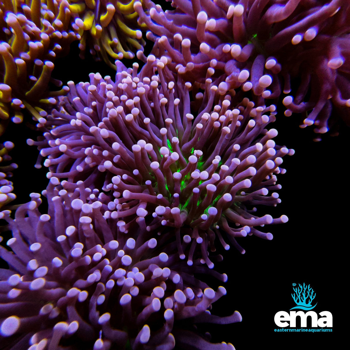 Australian Joker Green & Purple Torch Coral