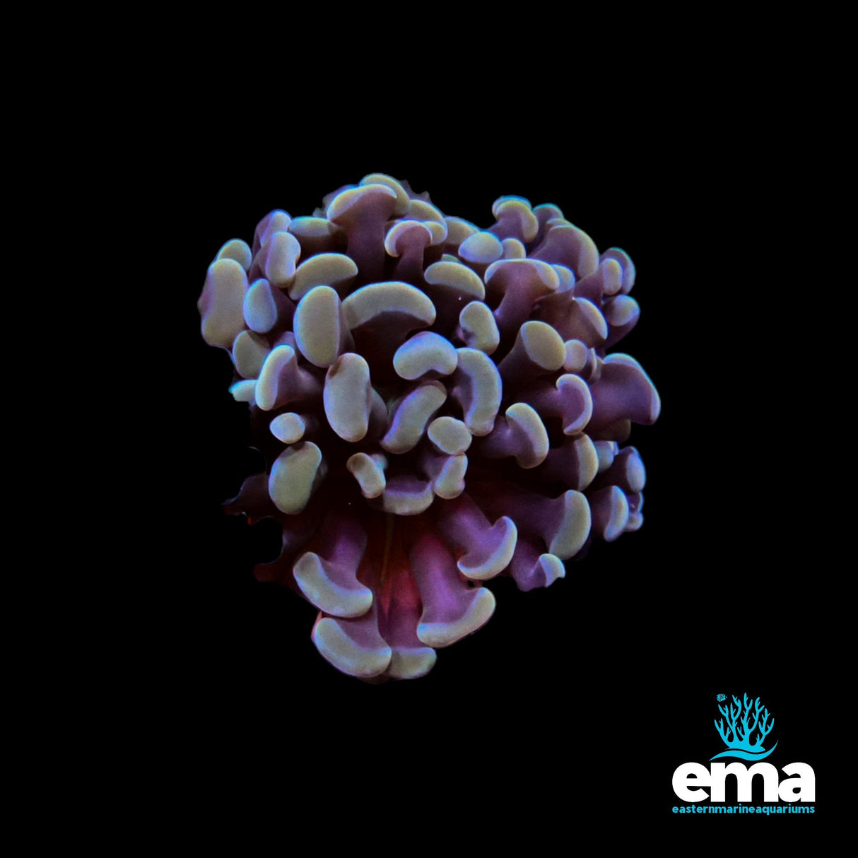 Branching Gold & Teal Hammer Fragment - Single Polyp