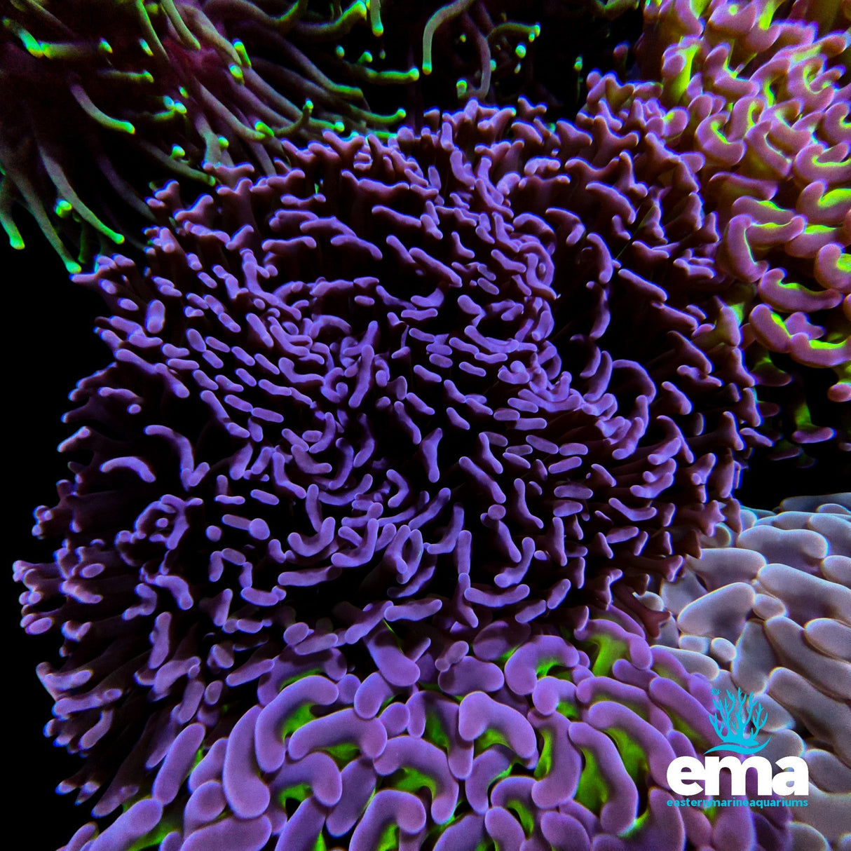 Purple Hammer Coral L