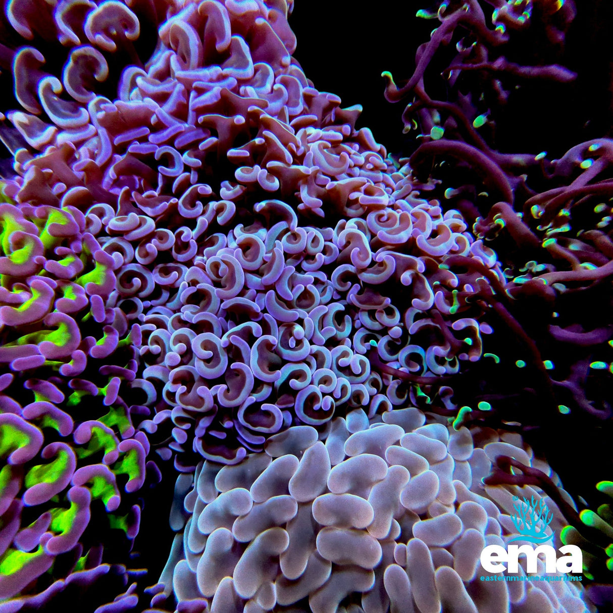 Hammer Coral – Blue & Purple