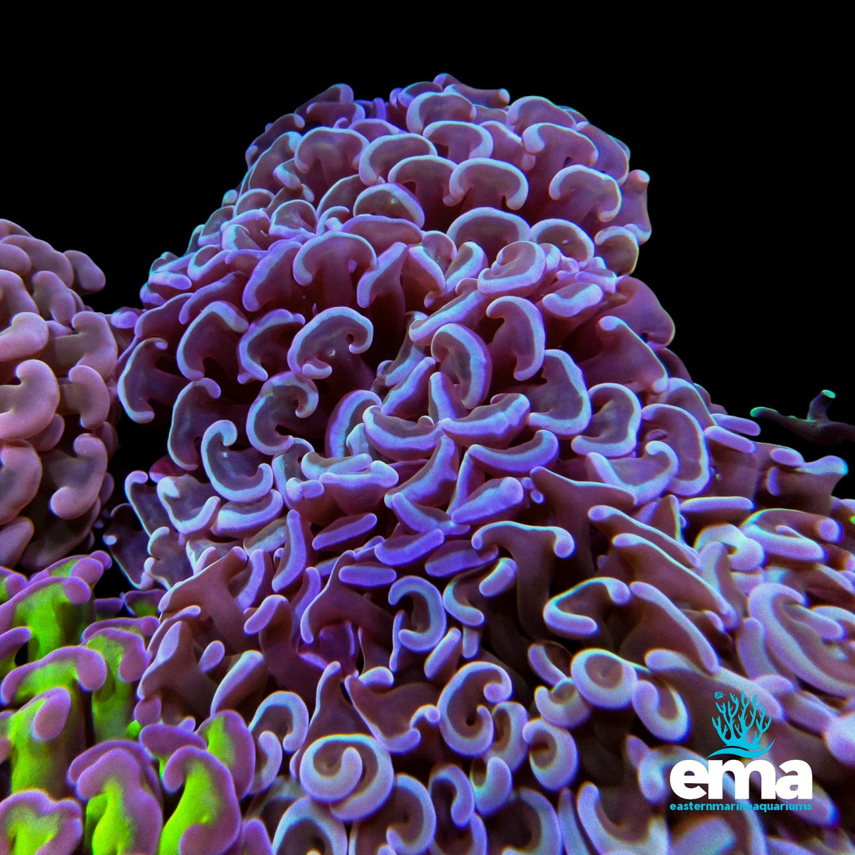 Hammer Coral – Blue & Purple