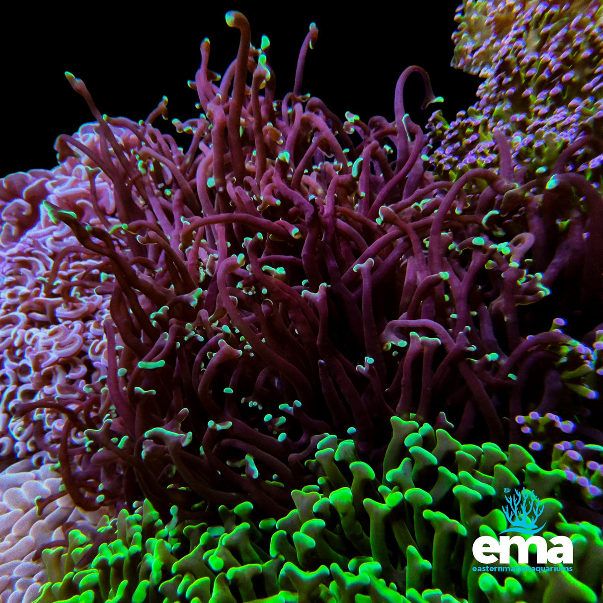 Hammer Coral - Long Tentacle Green Tips