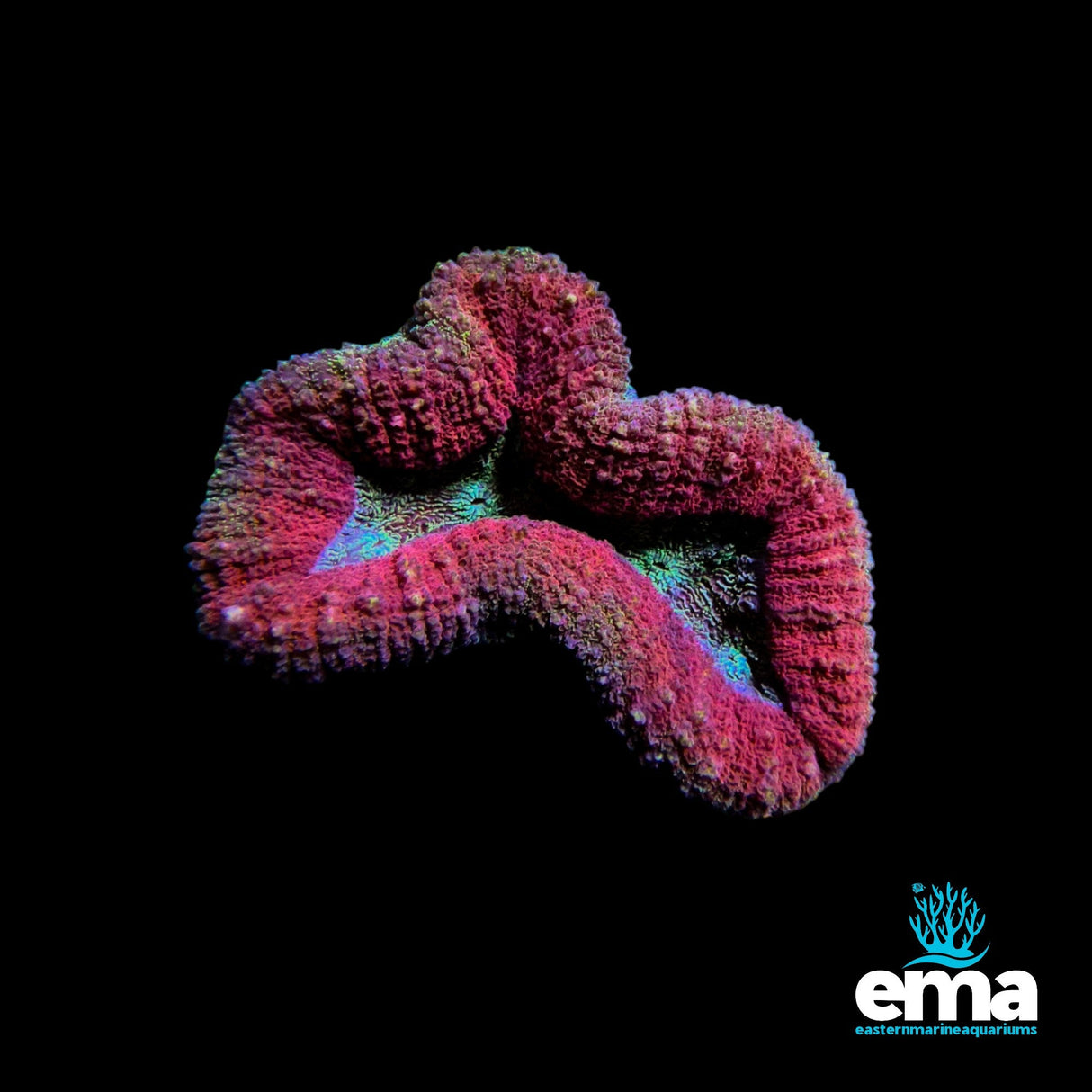 Lobophyllia Brain Coral – Pink & Red
