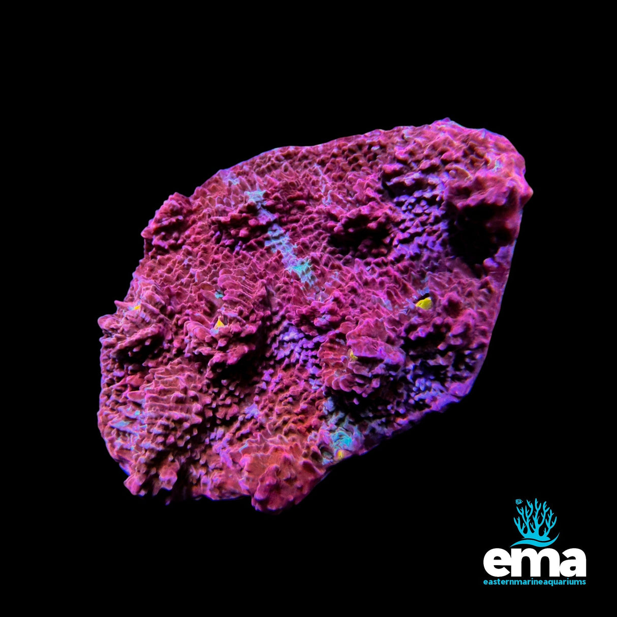 Chalice Coral – Pink & Purple