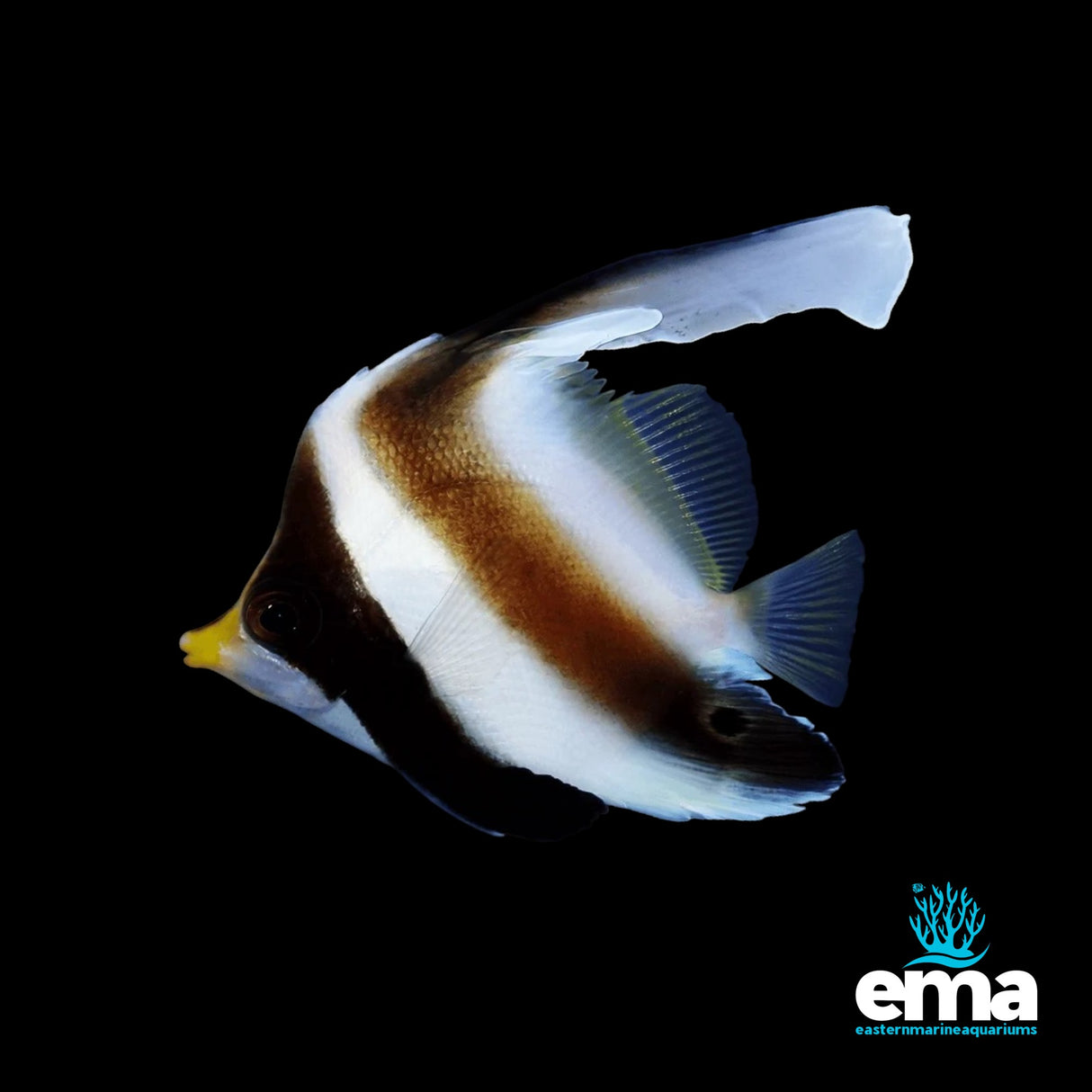 Threadband Pennant Coralfish