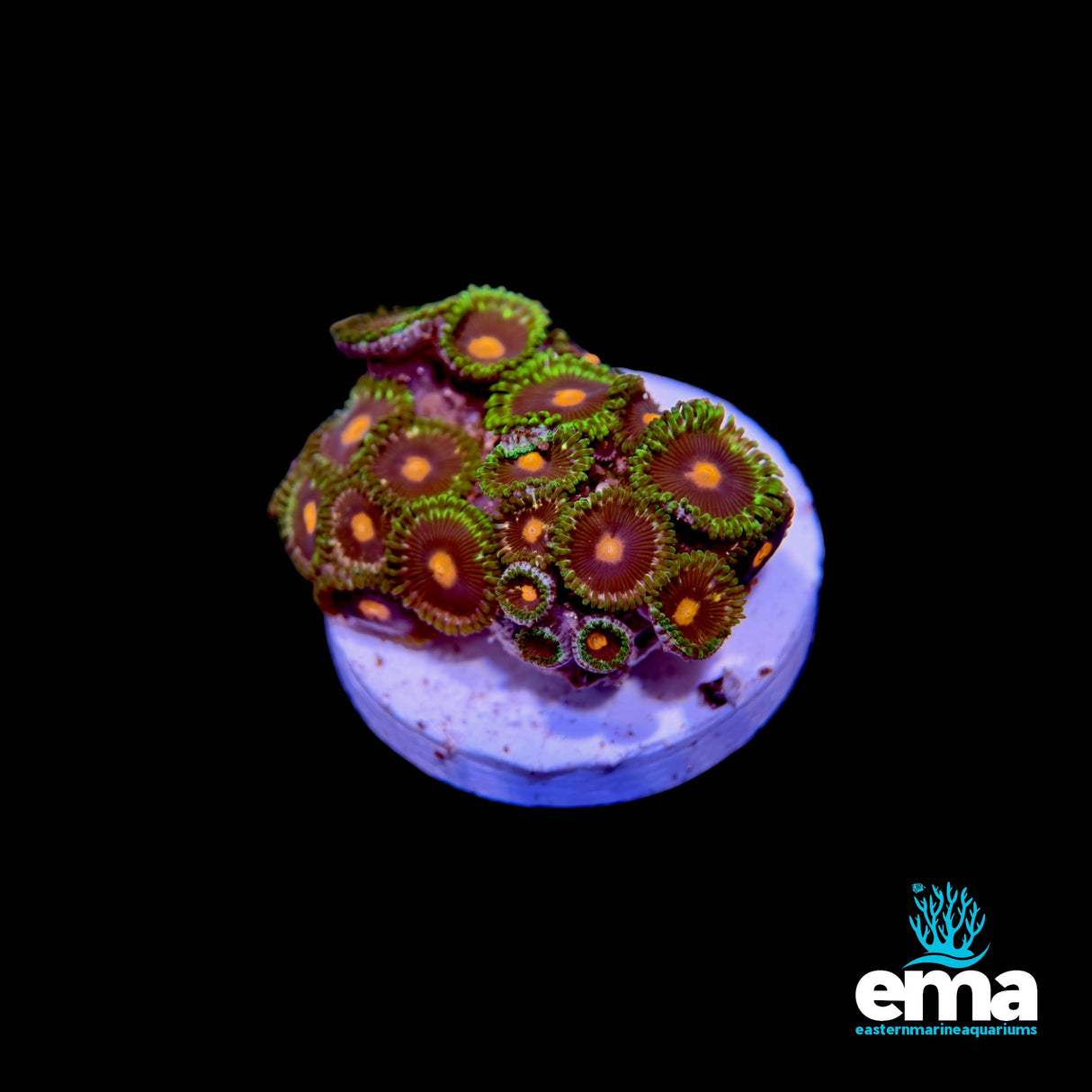 Zoanthid