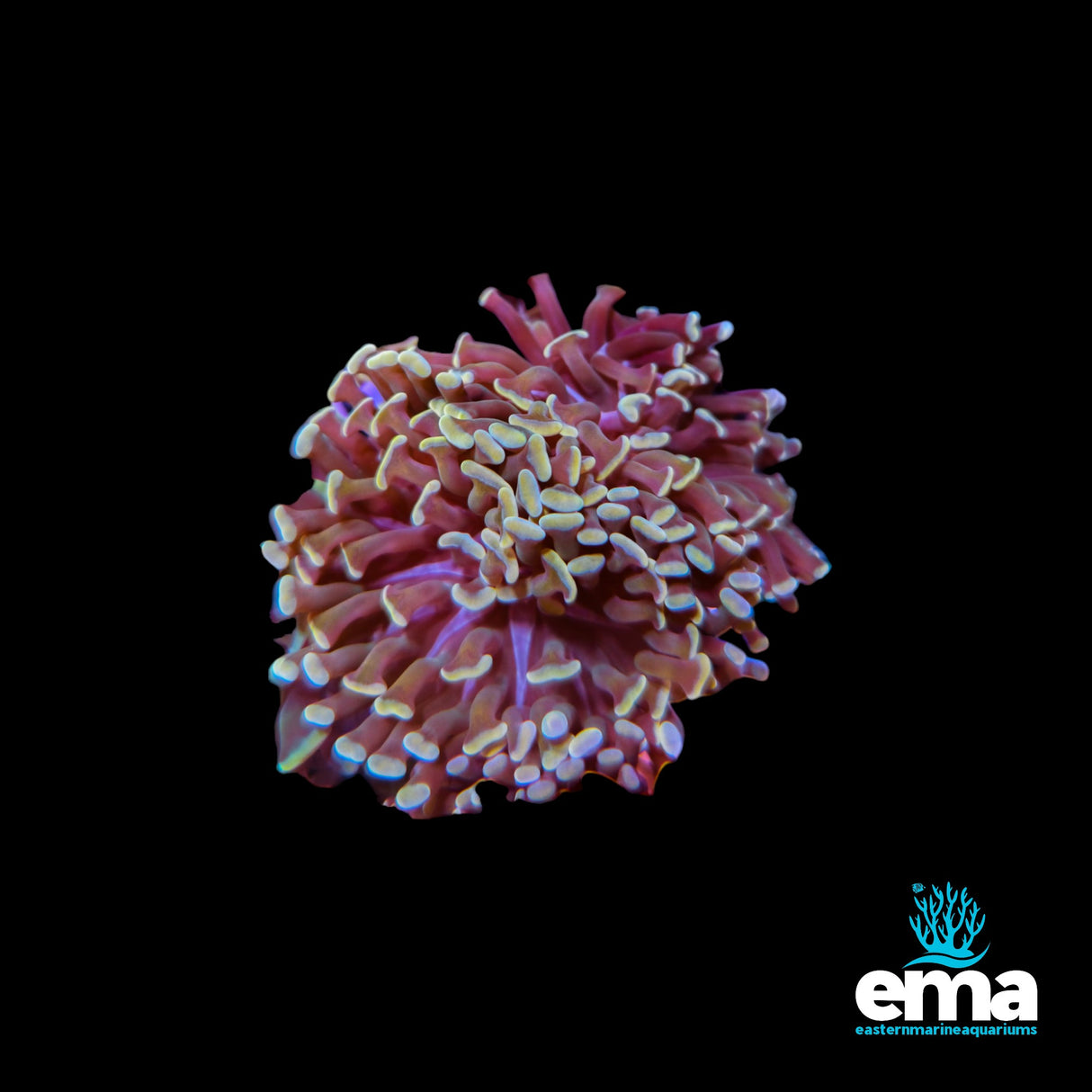 Branching Orange/Gold Hammers