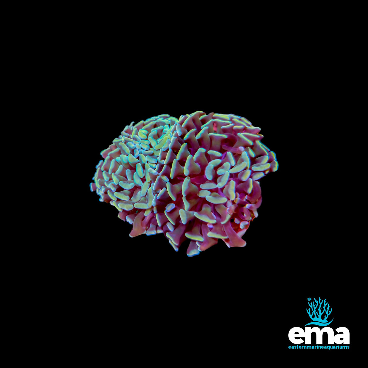 Yellow & Green Branching Hammers