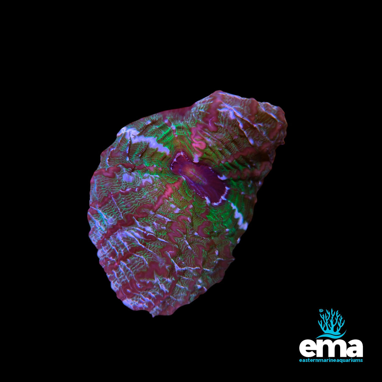 Green & Pink Indophyllia