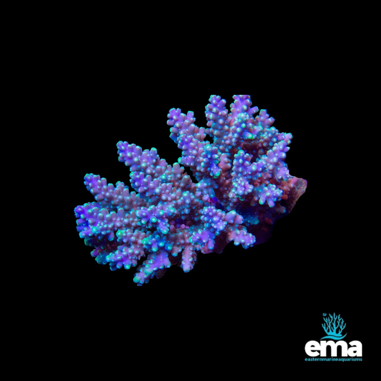 Acropora Coral