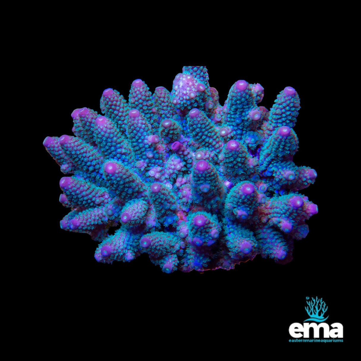 Acropora Coral