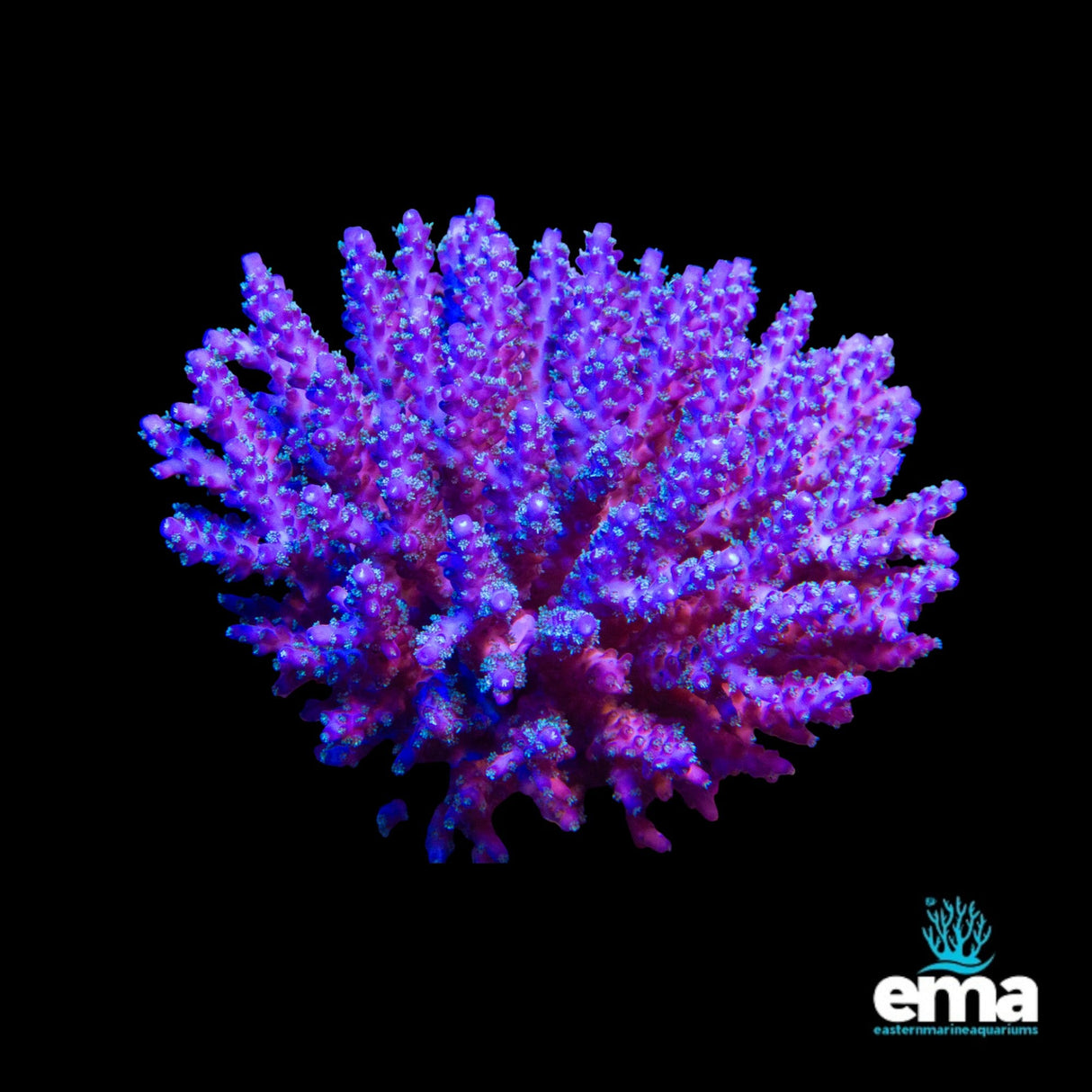 Acropora Coral