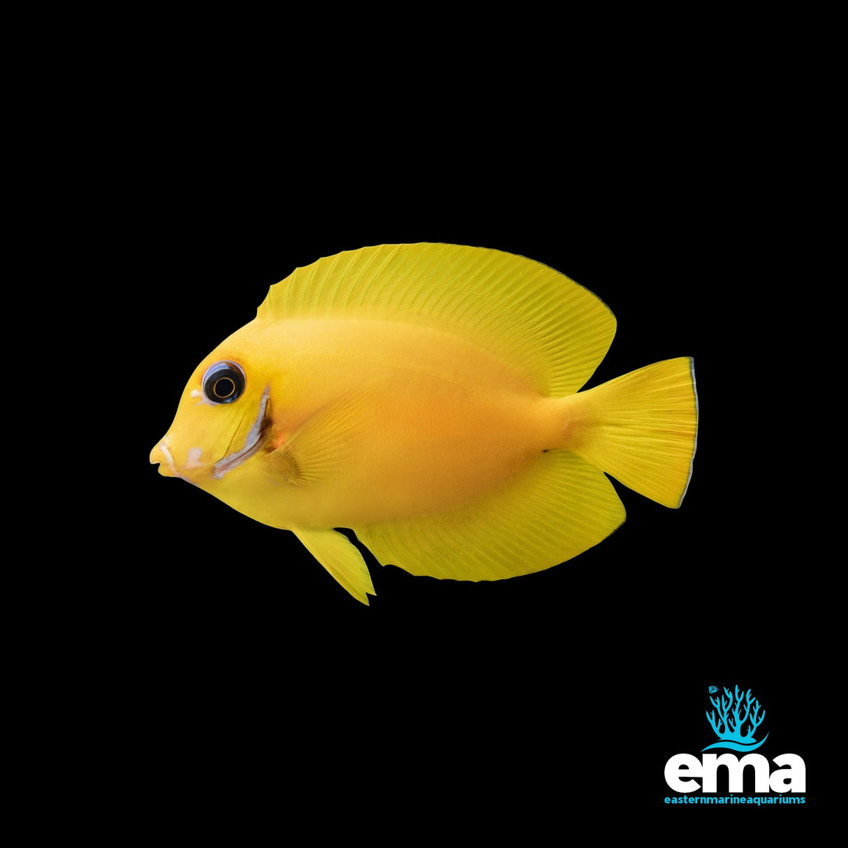 Fijian Lemonpeel Mimic Tang