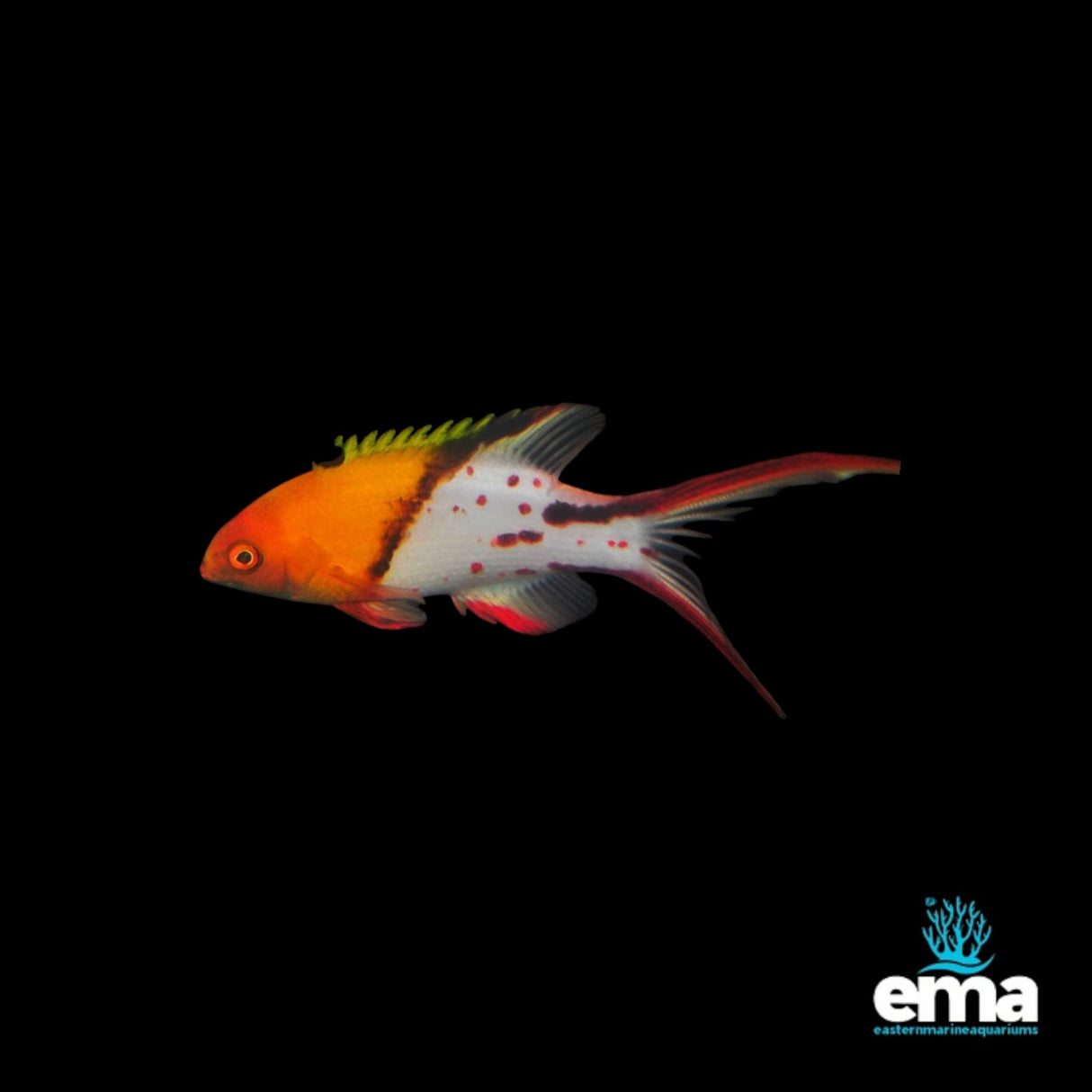 Lyretail Hogfish | EasternMarine Aquariums