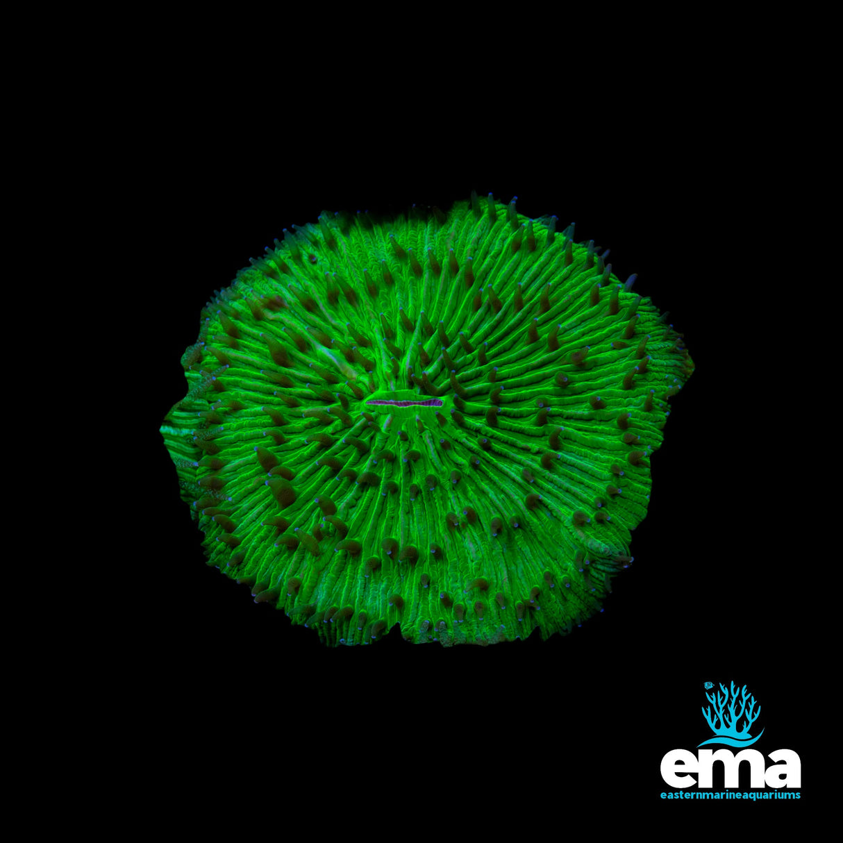 Toxic Green Fungia Plate Coral