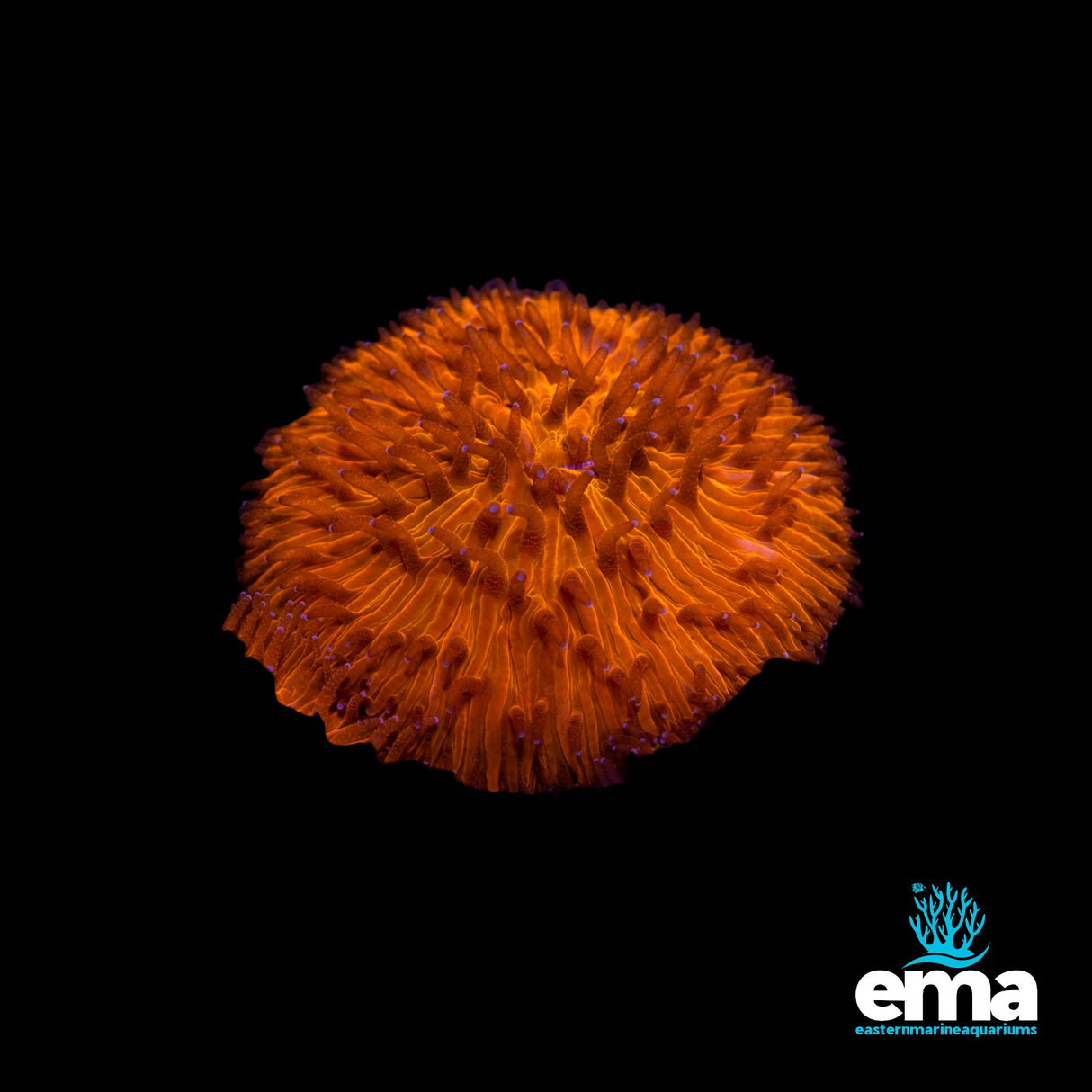 Toxic Orange Fungia Plate Coral