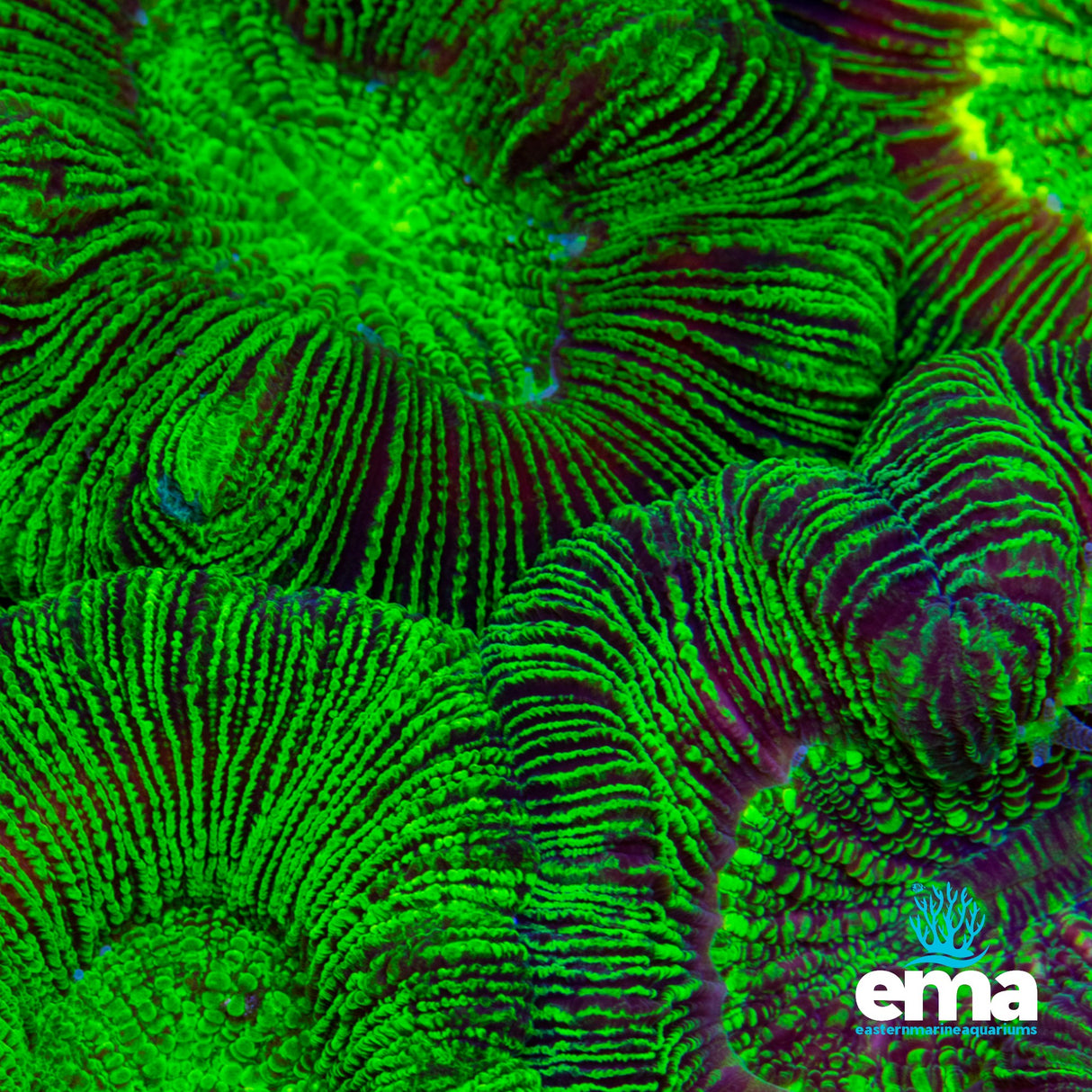 Australian Toxic Green Trachyphyllia