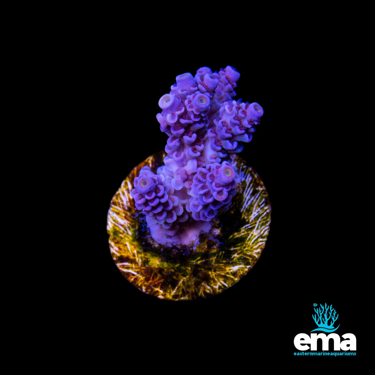 Acropora Tenius Fragment