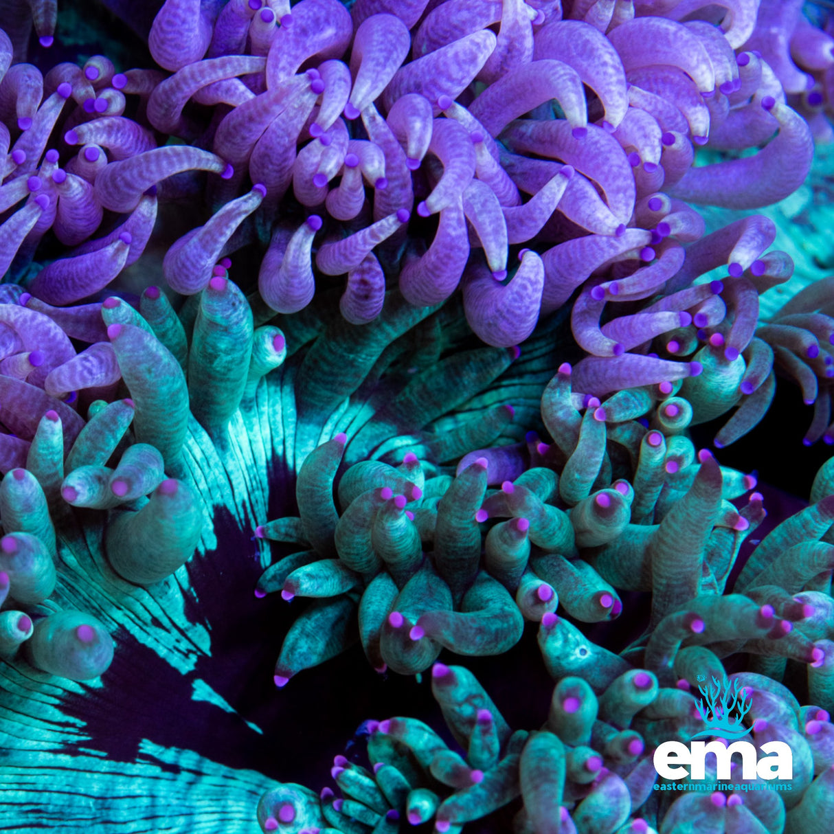 Australian Elegance Coral