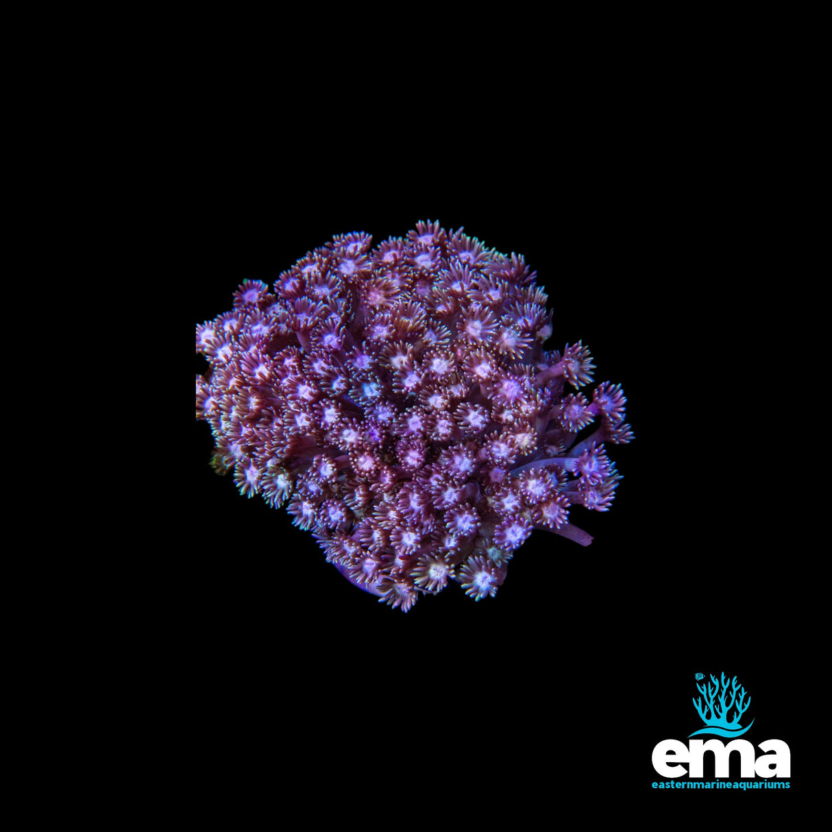 Matellic Pink/Purple Goniopora Colony
