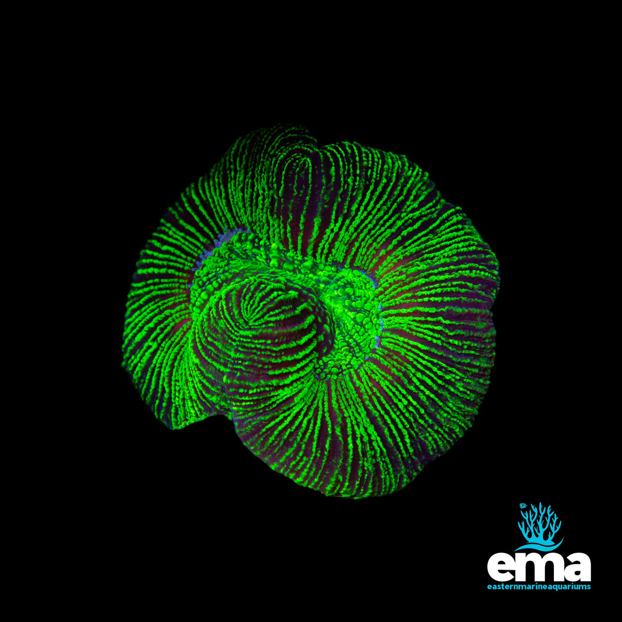 Australian Toxic Green Trachyphyllia