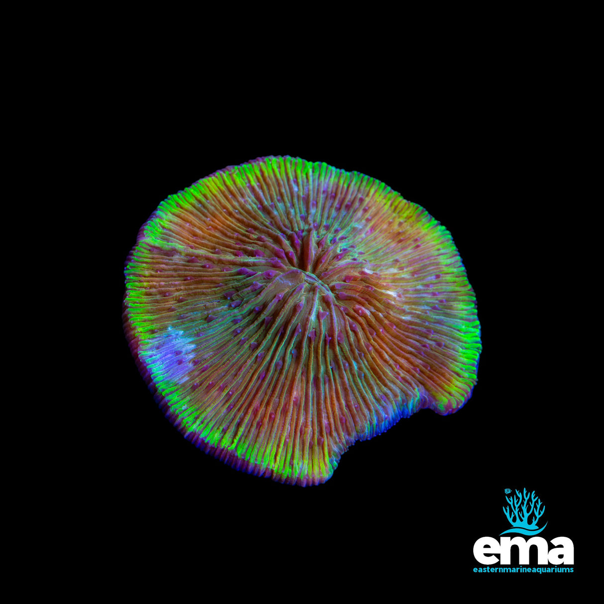 Fungia Plate Coral