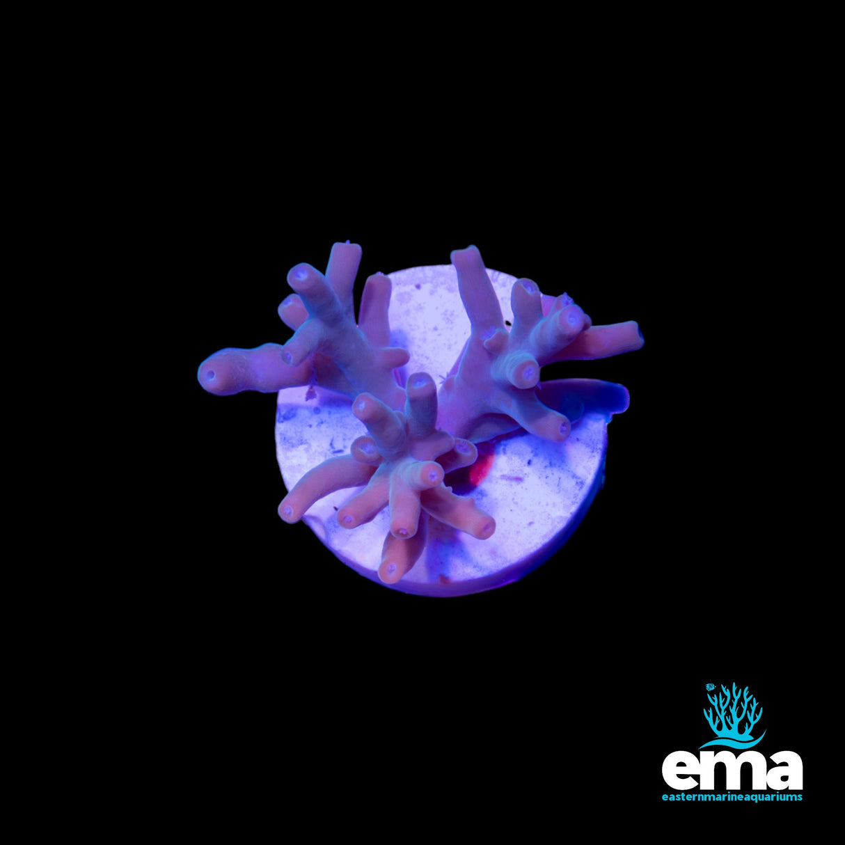 Northern QLD Smooth Skin Acropora Fragment