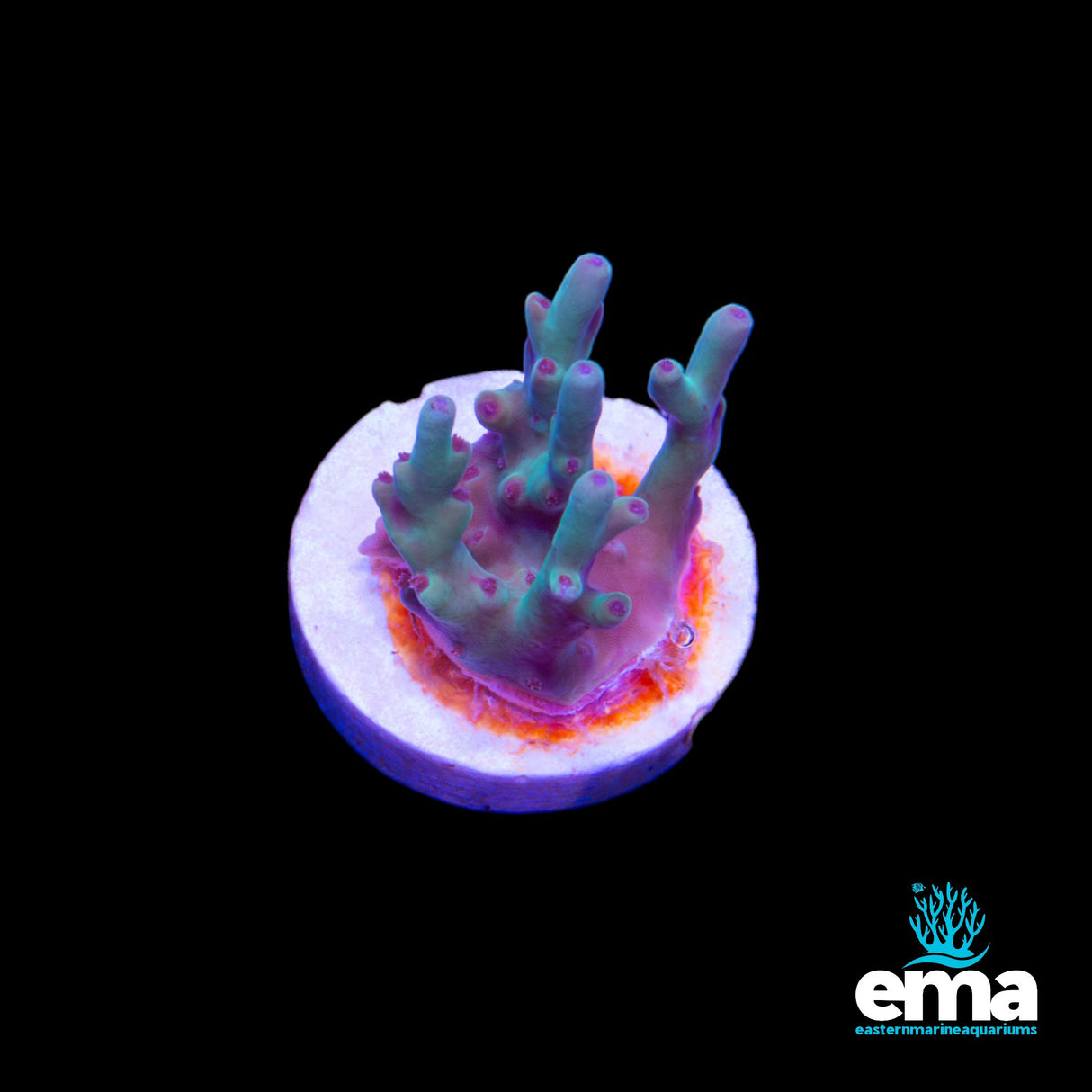 Northern QLD Smooth Skin Acropora Fragment