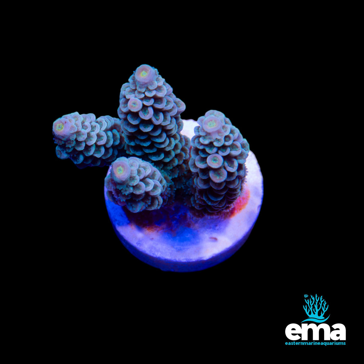 Teal Tenius Fragment