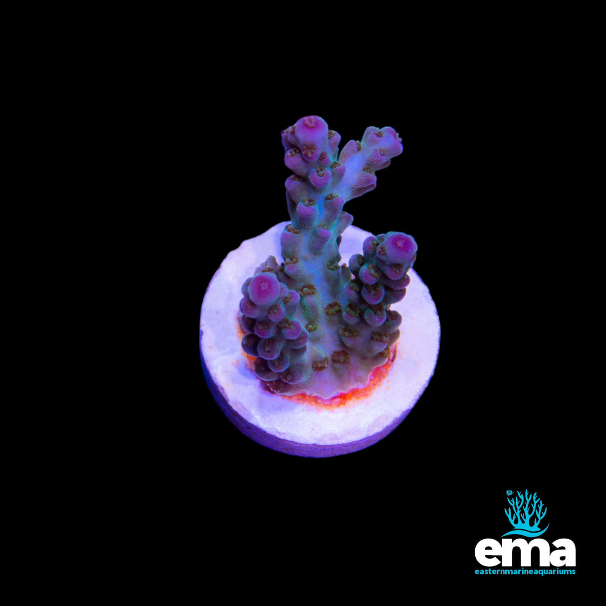 Northern QLD Acropora Fragment