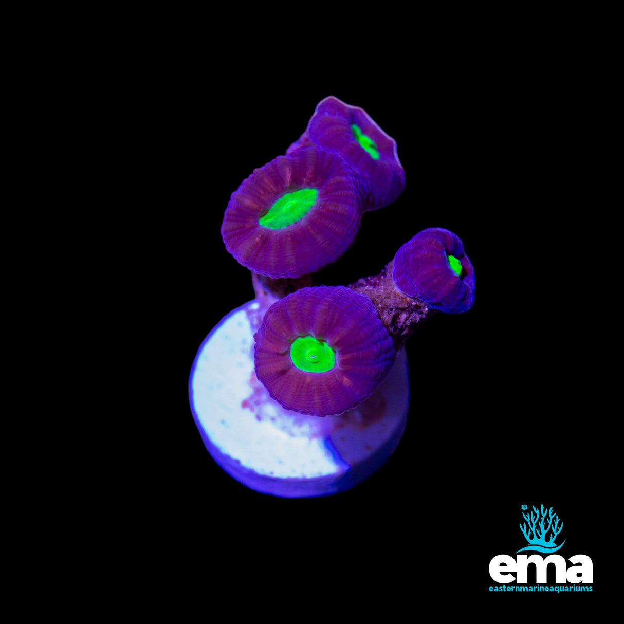 Purple & Green Candycane Fragment