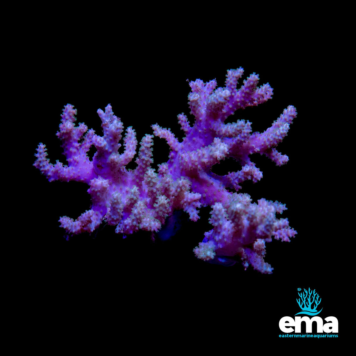 Green Finger Leather Colony