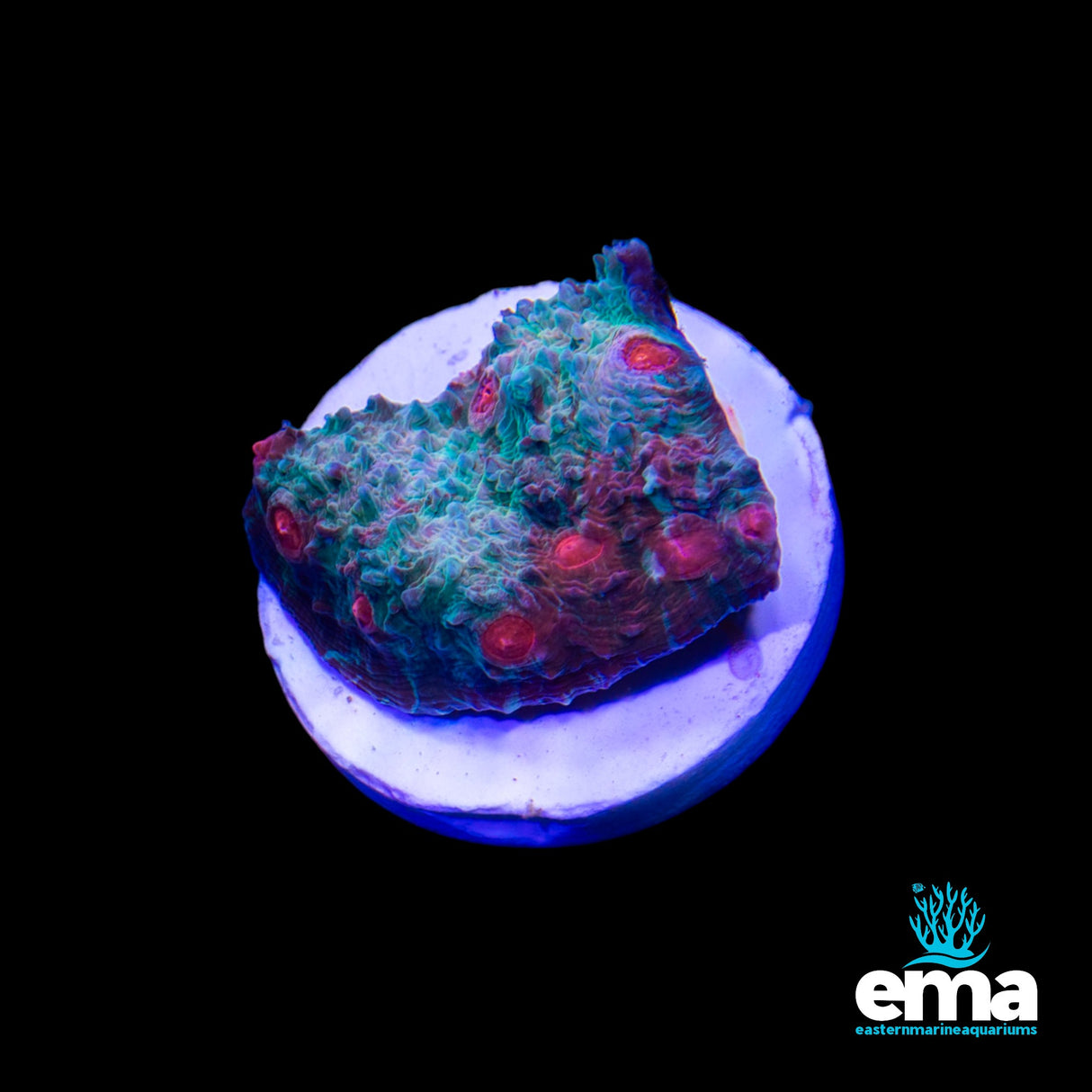 EMA Aquacultured Chalice H